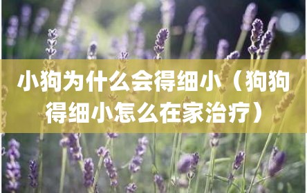 小狗为什么会得细小（狗狗得细小怎么在家治疗）