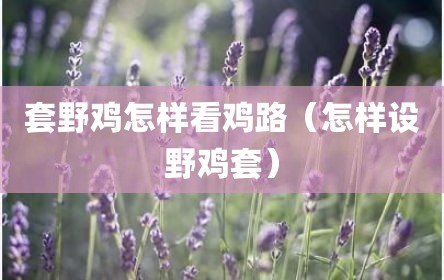 套野鸡怎样看鸡路（怎样设野鸡套）