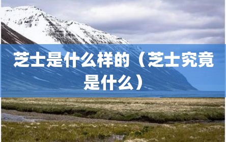 芝士是什么样的（芝士究竟是什么）