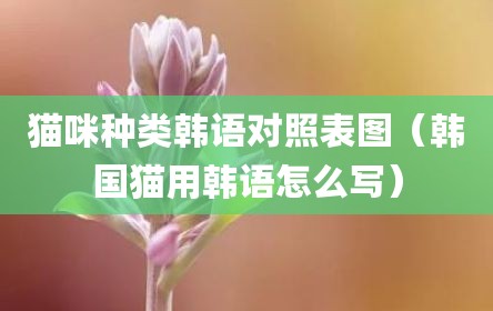 猫咪种类韩语对照表图（韩国猫用韩语怎么写）