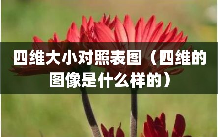 四维大小对照表图（四维的图像是什么样的）