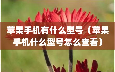 苹果手机有什么型号（苹果手机什么型号怎么查看）