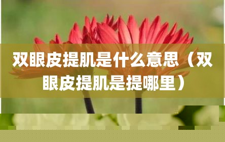 双眼皮提肌是什么意思（双眼皮提肌是提哪里）