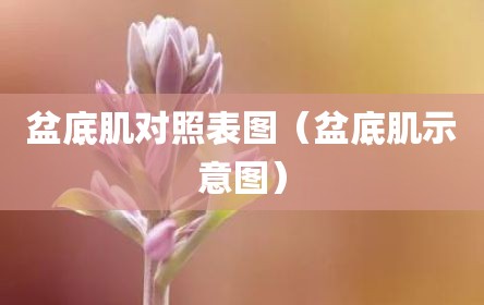 盆底肌对照表图（盆底肌示意图）