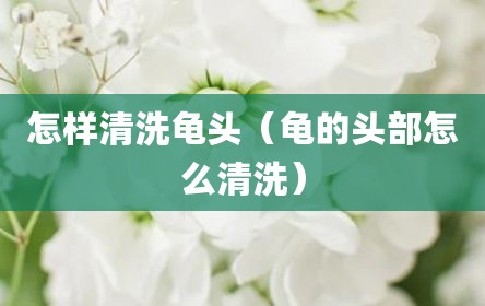 怎样清洗龟头（龟的头部怎么清洗）