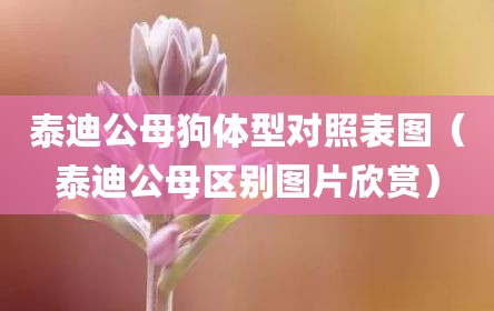 泰迪公母狗体型对照表图（泰迪公母区别图片欣赏）