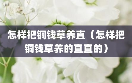 怎样把铜钱草养直（怎样把铜钱草养的直直的）