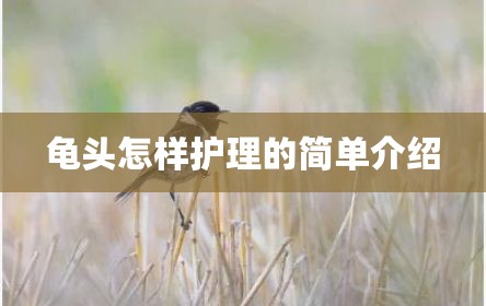 龟头怎样护理的简单介绍