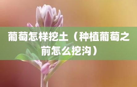 葡萄怎样挖土（种植葡萄之前怎么挖沟）