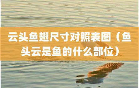 云头鱼翅尺寸对照表图（鱼头云是鱼的什么部位）
