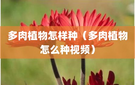 多肉植物怎样种（多肉植物怎么种视频）