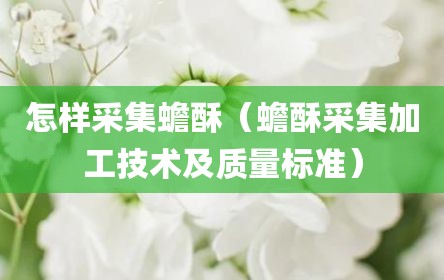 怎样采集蟾酥（蟾酥采集加工技术及质量标准）