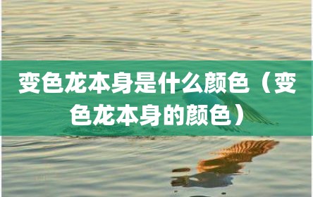 变色龙本身是什么颜色（变色龙本身的颜色）