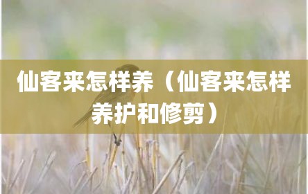 仙客来怎样养（仙客来怎样养护和修剪）
