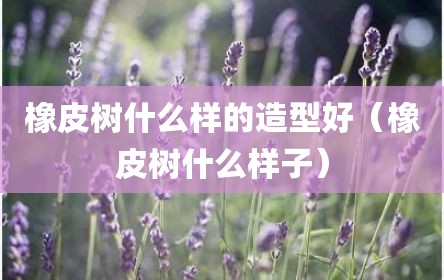 橡皮树什么样的造型好（橡皮树什么样子）
