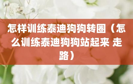 怎样训练泰迪狗狗转圈（怎么训练泰迪狗狗站起来 走路）