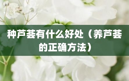 种芦荟有什么好处（养芦荟的正确方法）