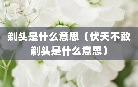 剃头是什么意思（伏天不敢剃头是什么意思）