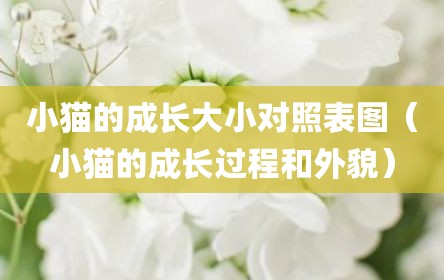 小猫的成长大小对照表图（小猫的成长过程和外貌）