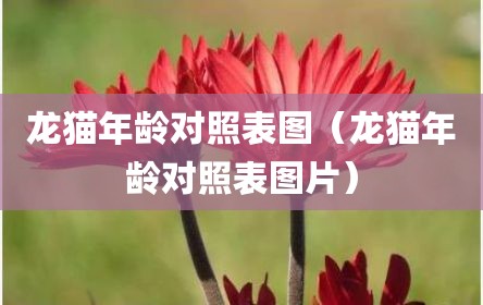 龙猫年龄对照表图（龙猫年龄对照表图片）