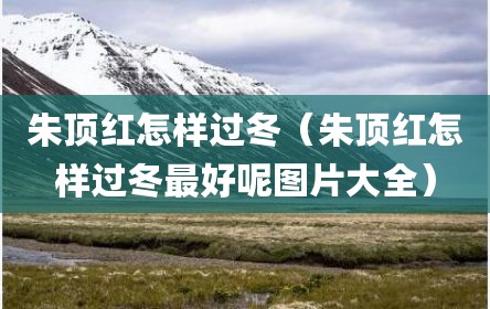 朱顶红怎样过冬（朱顶红怎样过冬最好呢图片大全）