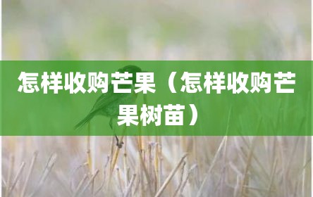 怎样收购芒果（怎样收购芒果树苗）