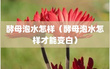 酵母泡水怎样（酵母泡水怎样才能变白）