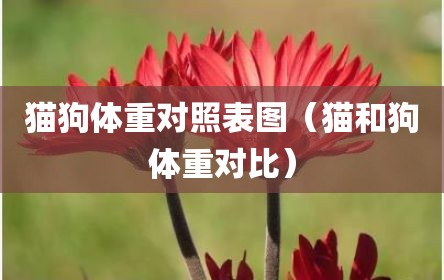 猫狗体重对照表图（猫和狗体重对比）