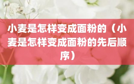 小麦是怎样变成面粉的（小麦是怎样变成面粉的先后顺序）