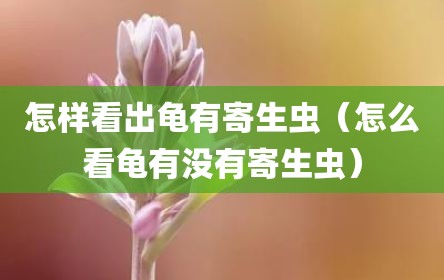怎样看出龟有寄生虫（怎么看龟有没有寄生虫）