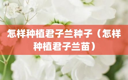 怎样种植君子兰种子（怎样种植君子兰苗）