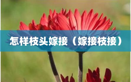 怎样枝头嫁接（嫁接枝接）