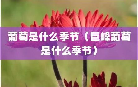 葡萄是什么季节（巨峰葡萄是什么季节）