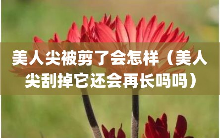 美人尖被剪了会怎样（美人尖刮掉它还会再长吗吗）