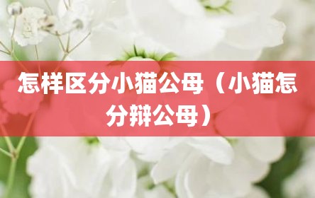 怎样区分小猫公母（小猫怎分辩公母）