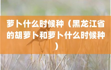 萝卜什么时候种（黑龙江省的胡萝卜和萝卜什么时候种）