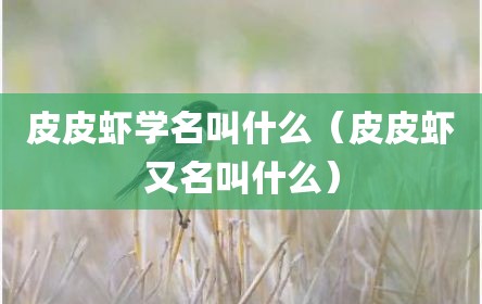 皮皮虾学名叫什么（皮皮虾又名叫什么）
