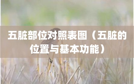五脏部位对照表图（五脏的位置与基本功能）