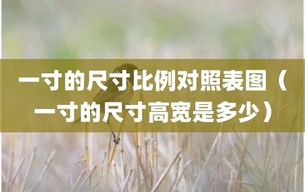 一寸的尺寸比例对照表图（一寸的尺寸高宽是多少）