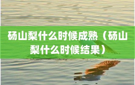 砀山梨什么时候成熟（砀山梨什么时候结果）