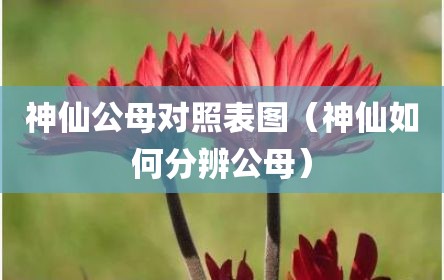神仙公母对照表图（神仙如何分辨公母）