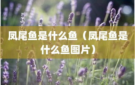 凤尾鱼是什么鱼（凤尾鱼是什么鱼图片）