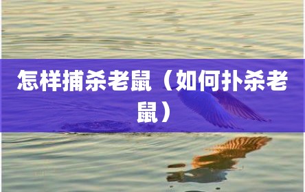 怎样捕杀老鼠（如何扑杀老鼠）