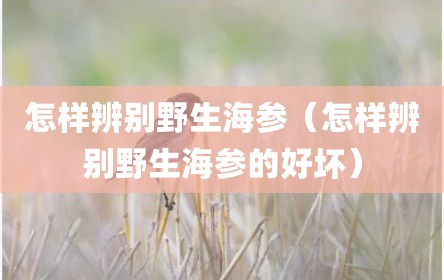 怎样辨别野生海参（怎样辨别野生海参的好坏）