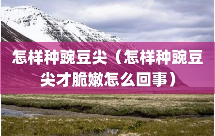 怎样种豌豆尖（怎样种豌豆尖才脆嫩怎么回事）