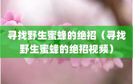寻找野生蜜蜂的绝招（寻找野生蜜蜂的绝招视频）