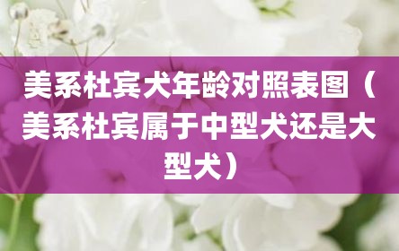 美系杜宾犬年龄对照表图（美系杜宾属于中型犬还是大型犬）