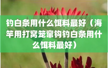 钓白条用什么饵料最好（海竿用打窝笼窜钩钓白条用什么饵料最好）