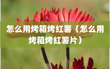 怎么用烤箱烤红薯（怎么用烤箱烤红薯片）