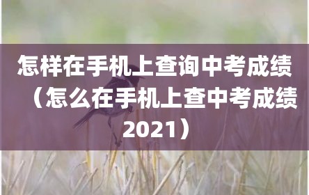 怎样在手机上查询中考成绩（怎么在手机上查中考成绩2021）
